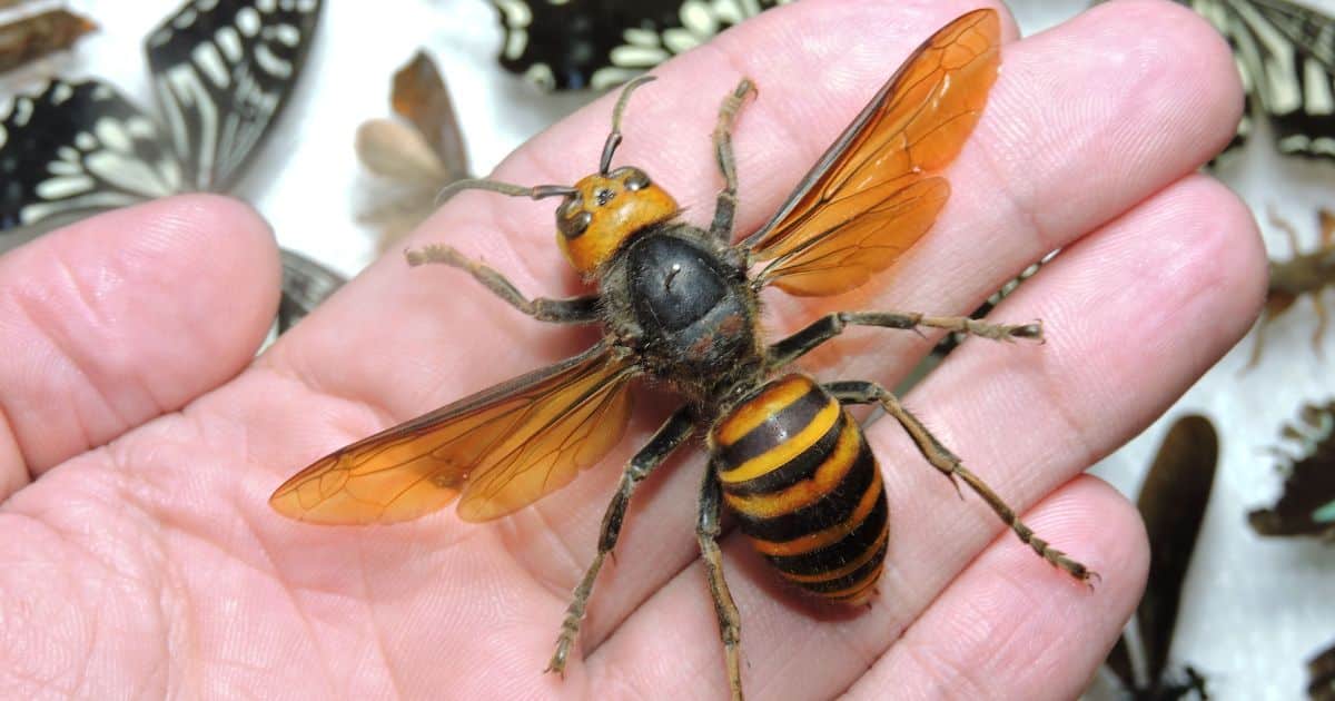 A giant Asian hornet specimen on a person's hand, showing the length of the hornet to be three fingers long