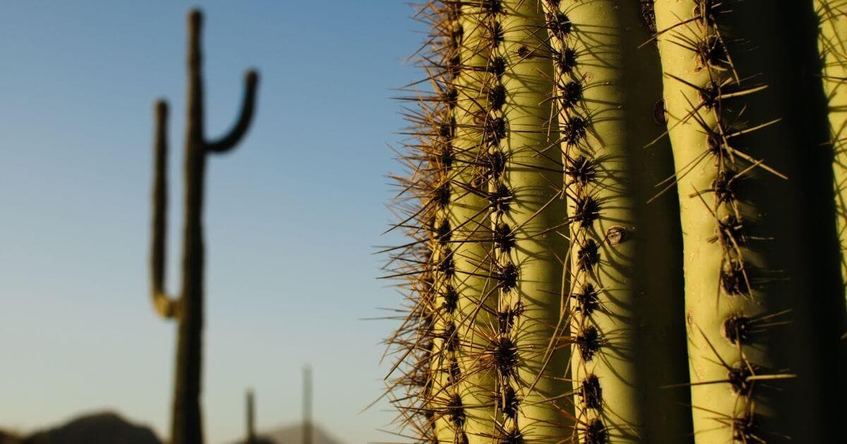 Saguano Cacti