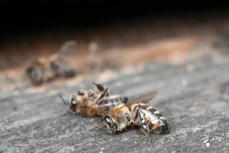 Why Are The Bees Dying?