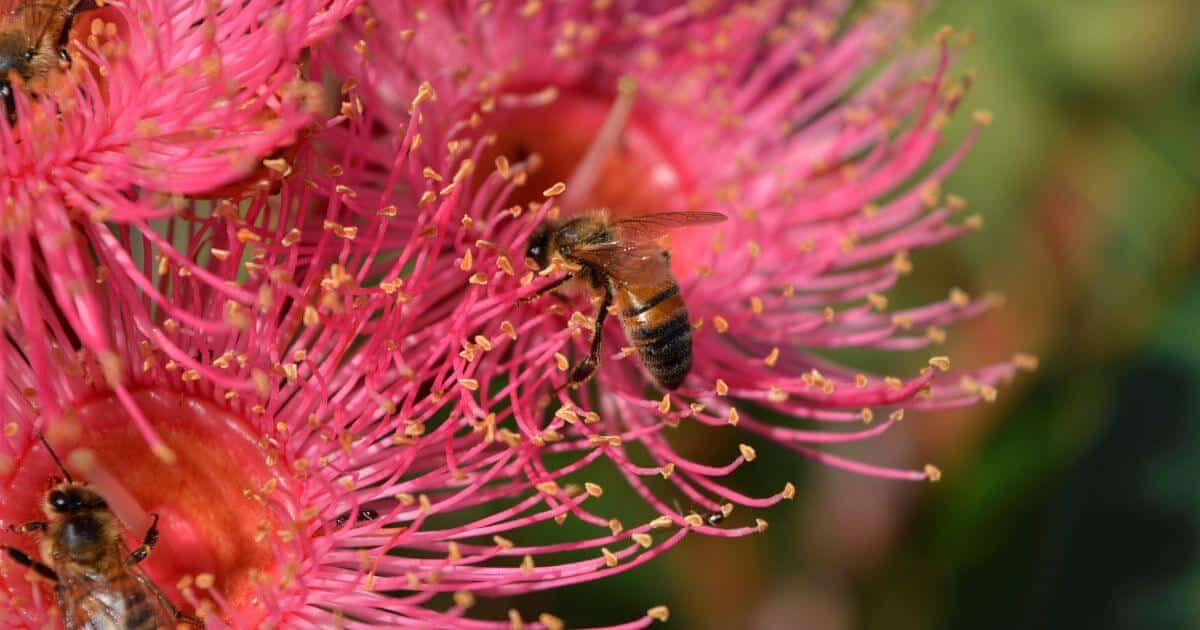 A honey bee seeking nectar from a pink native Australian flower