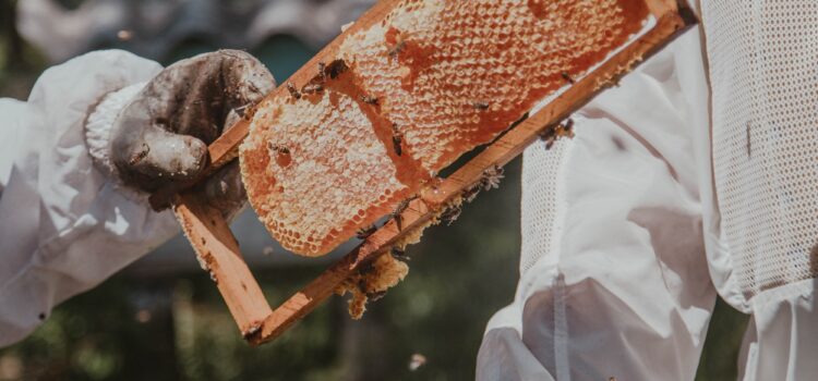 Beekeeping In Australia