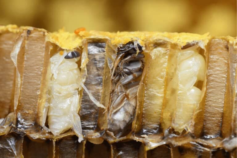 How Long Do Honey Bees Live