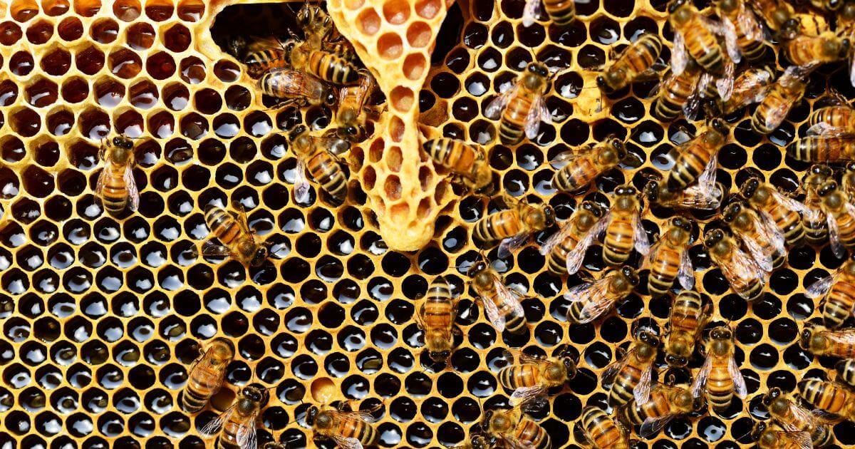 Bees all over a frame of honeycomb