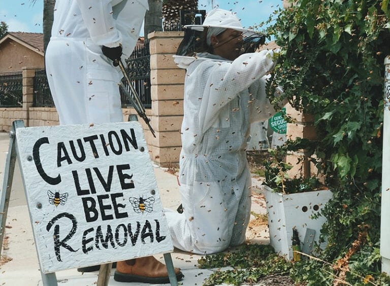 Why Do Beekeepers Charge For Bee Removal?