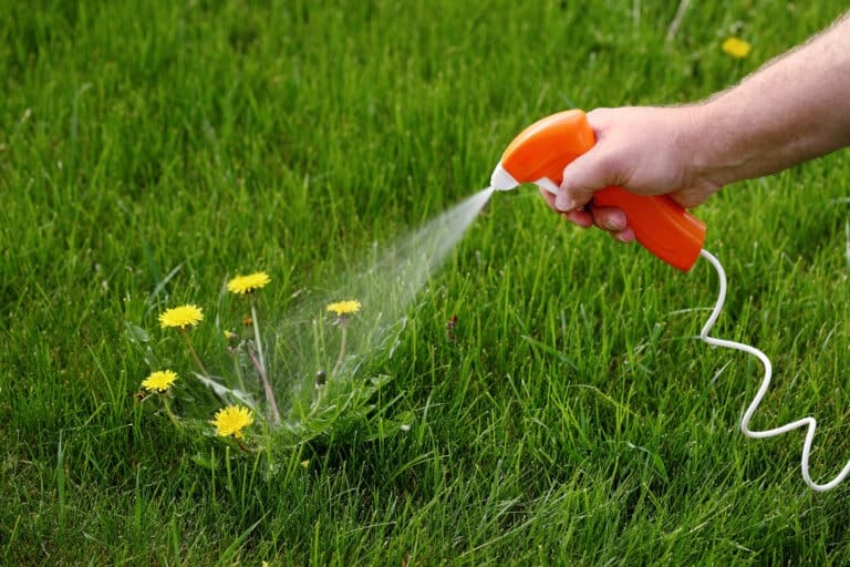 New Evidence against the ‘Harmless’ Herbicide