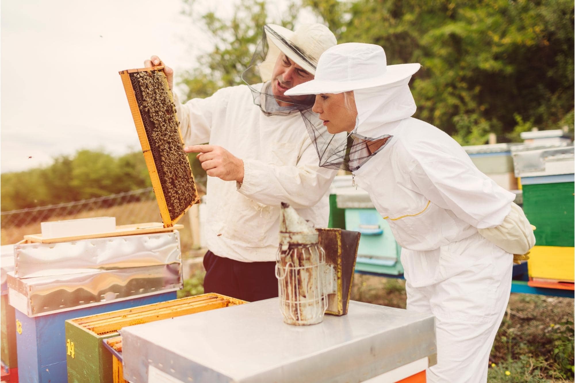 How To Be A Better Beekeeper