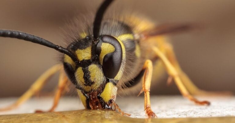 European Wasp Facts
